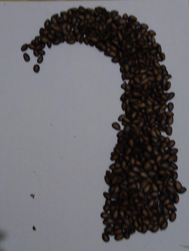 教你用瓜子片画世界名画-5.jpg