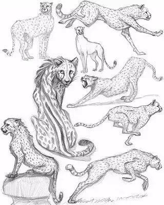 500个简笔画教程，一学就会！-34.jpg
