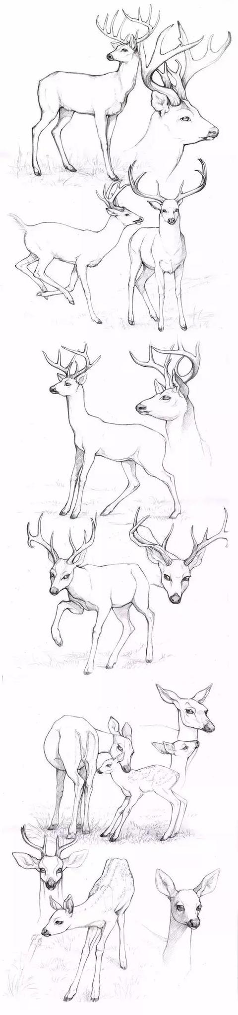 500个简笔画教程，一学就会！-47.jpg