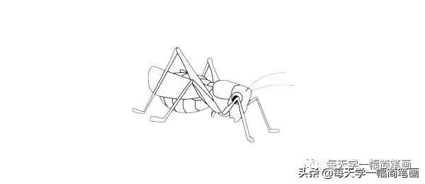 每天学一幅简笔画--蝗虫简笔画简单画法步骤图解教程及图片大全-10.jpg