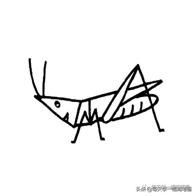 每天学一幅简笔画--蝗虫简笔画简单画法步骤图解教程及图片大全-12.jpg