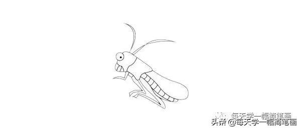每天学一幅简笔画--蝗虫简笔画简单画法步骤图解教程及图片大全-7.jpg