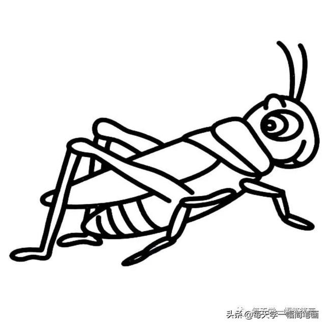 每天学一幅简笔画--蝗虫简笔画简单画法步骤图解教程及图片大全-13.jpg