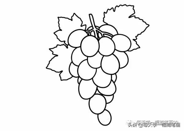 每天学一幅简笔画--葡萄简笔画步骤图片大全-6.jpg