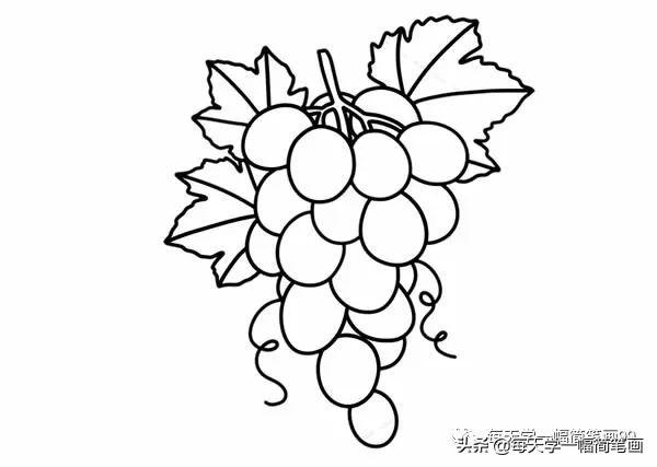每天学一幅简笔画--葡萄简笔画步骤图片大全-7.jpg