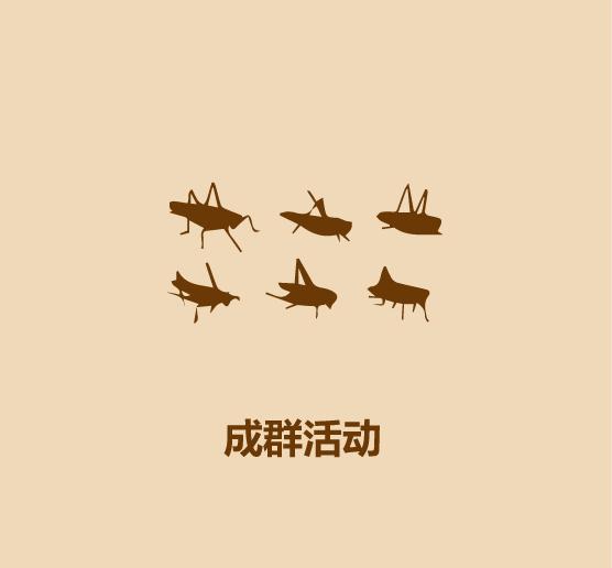 30秒认识蚂蚱-8.jpg