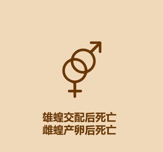 30秒认识蚂蚱-10.jpg
