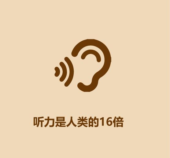 1分钟认识猫狗-23.jpg