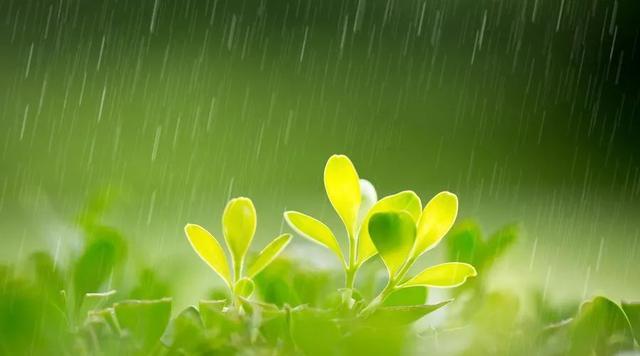 止庐八雅  今日雨水   东风解冻 散而为雨  王伟书法作品欣赏-13.jpg