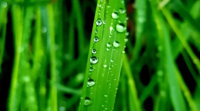 止庐八雅  今日雨水   东风解冻 散而为雨  王伟书法作品欣赏-15.jpg