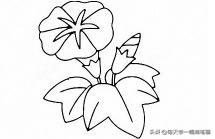 每天学一幅简笔画--牵牛花简笔画画法步骤-5.jpg
