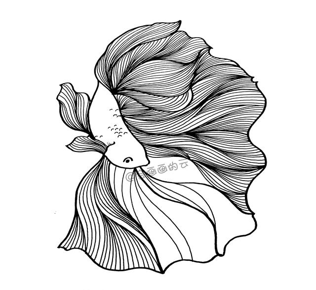 3款简笔画金鱼，零基础也可以画的线描画-11.jpg