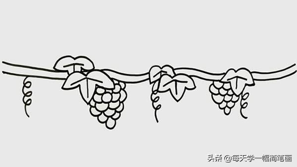 每天学一幅简笔画--葡萄树简笔画简单画法步骤图片教程-4.jpg