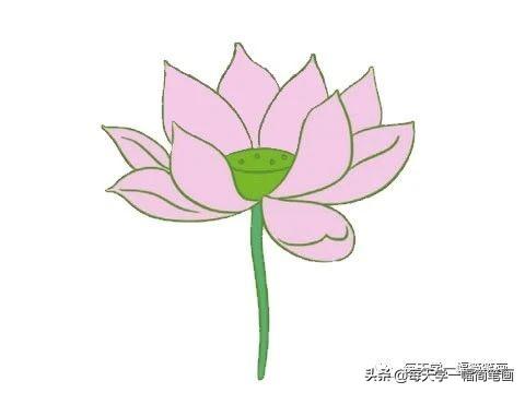每天学一幅简笔画--荷花简笔画的画法步骤-8.jpg