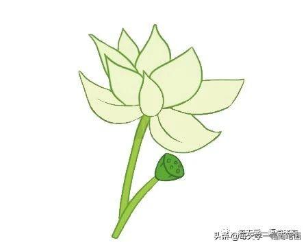 每天学一幅简笔画--荷花简笔画的画法步骤-7.jpg