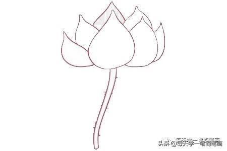 每天学一幅简笔画--荷花简笔画的画法步骤-4.jpg