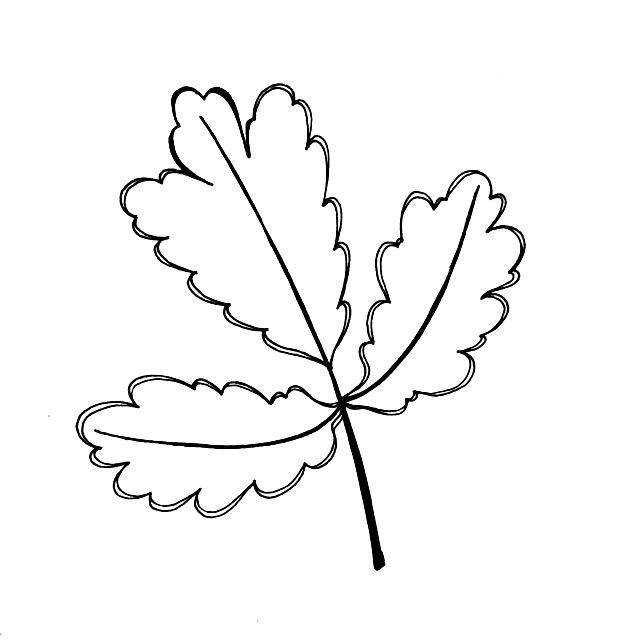 不会画画？小白也能学会的简笔画叶子，练完这一波入门-11.jpg