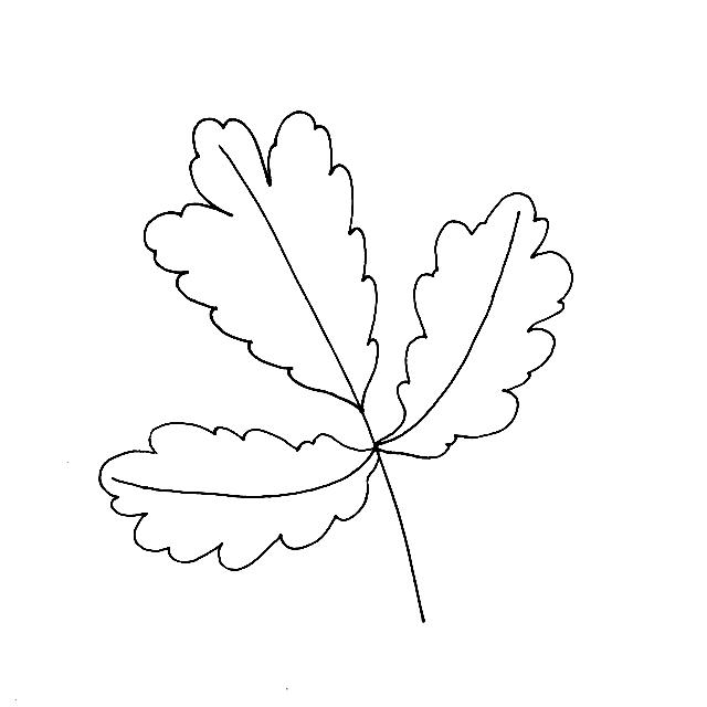 不会画画？小白也能学会的简笔画叶子，练完这一波入门-10.jpg