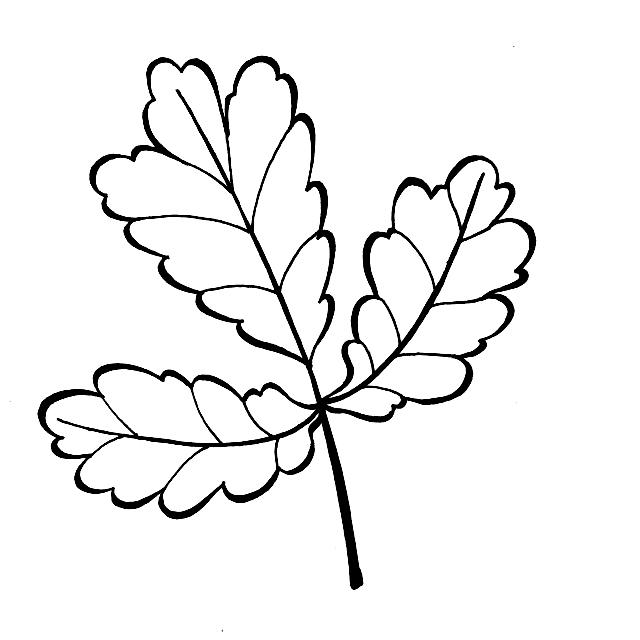 不会画画？小白也能学会的简笔画叶子，练完这一波入门-12.jpg