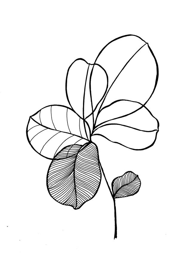 一支笔就可以画的简笔画，线描叶子画起来吧-6.jpg