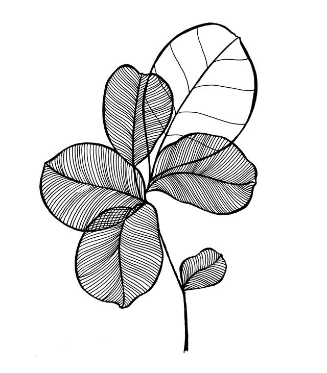 一支笔就可以画的简笔画，线描叶子画起来吧-9.jpg