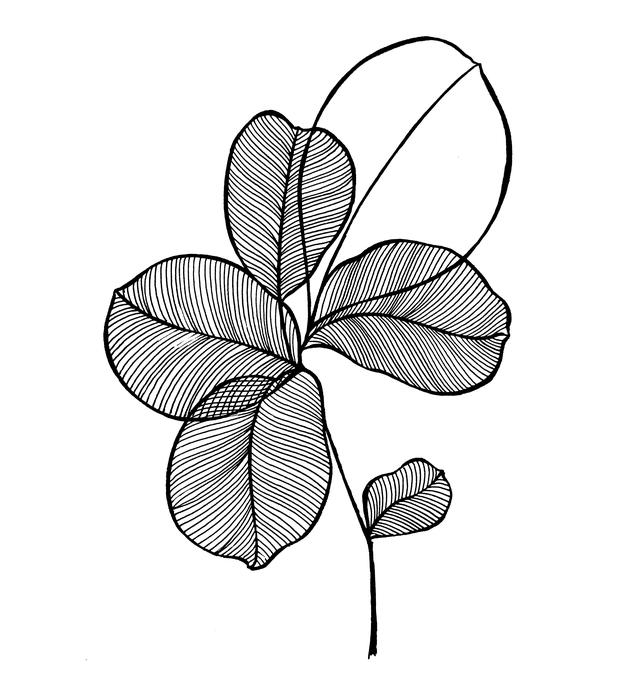 一支笔就可以画的简笔画，线描叶子画起来吧-8.jpg