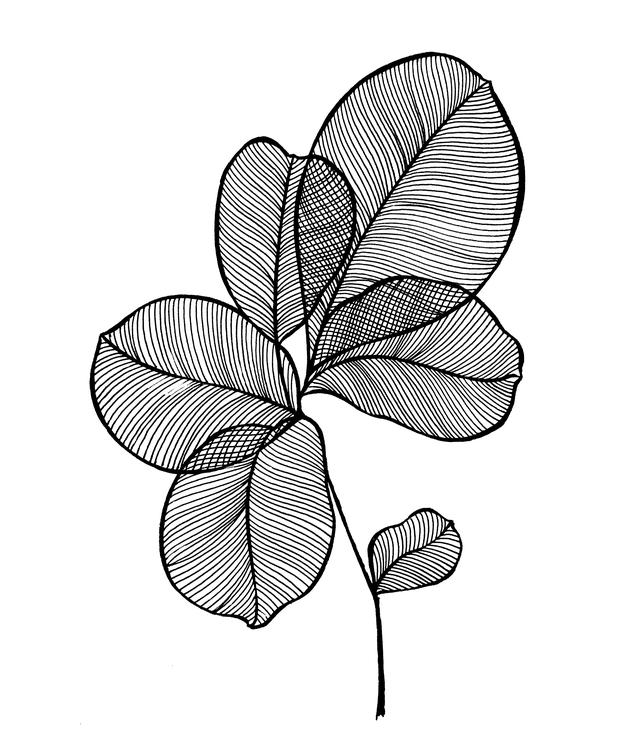 一支笔就可以画的简笔画，线描叶子画起来吧-10.jpg