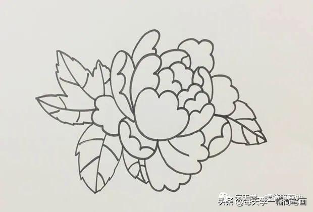 每天学一幅简笔画--牡丹花简笔画画法步骤图片教程-5.jpg