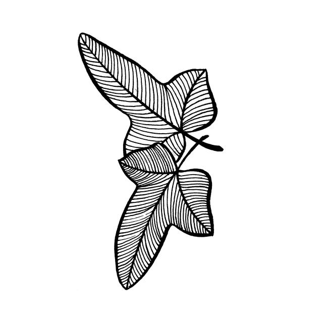 一支笔就可以画的简笔画，6款叶子带你进入线描世界~-11.jpg
