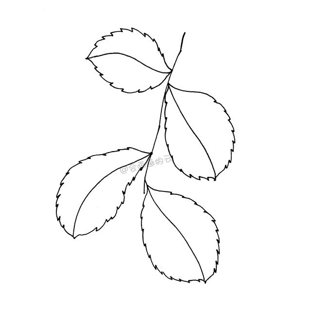 一支笔就可以画的简笔画，6款叶子带你进入线描世界~-13.jpg