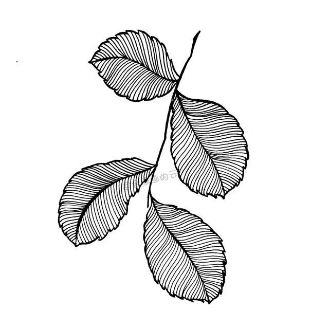 一支笔就可以画的简笔画，6款叶子带你进入线描世界~-16.jpg