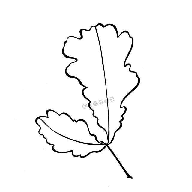 一支笔就可以画的简笔画，6款叶子带你进入线描世界~-18.jpg