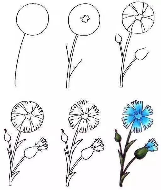 每天学一幅简笔画-30种动、植物画法的图解，一学就会-17.jpg