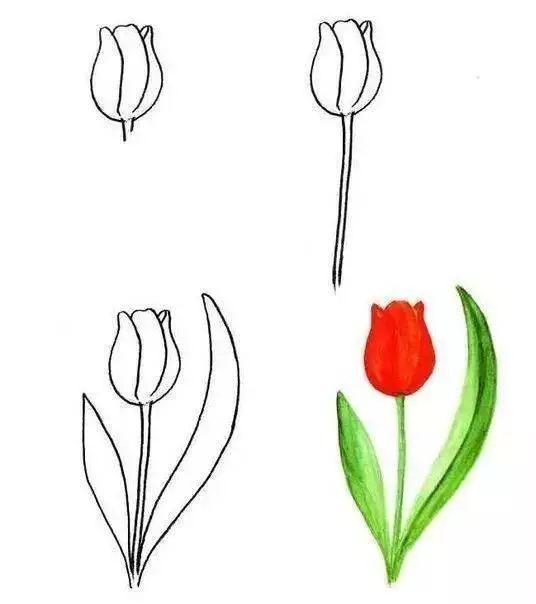 每天学一幅简笔画-30种动、植物画法的图解，一学就会-16.jpg