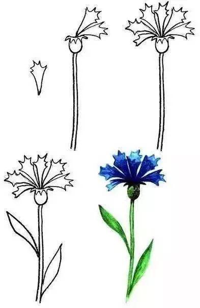 每天学一幅简笔画-30种动、植物画法的图解，一学就会-19.jpg