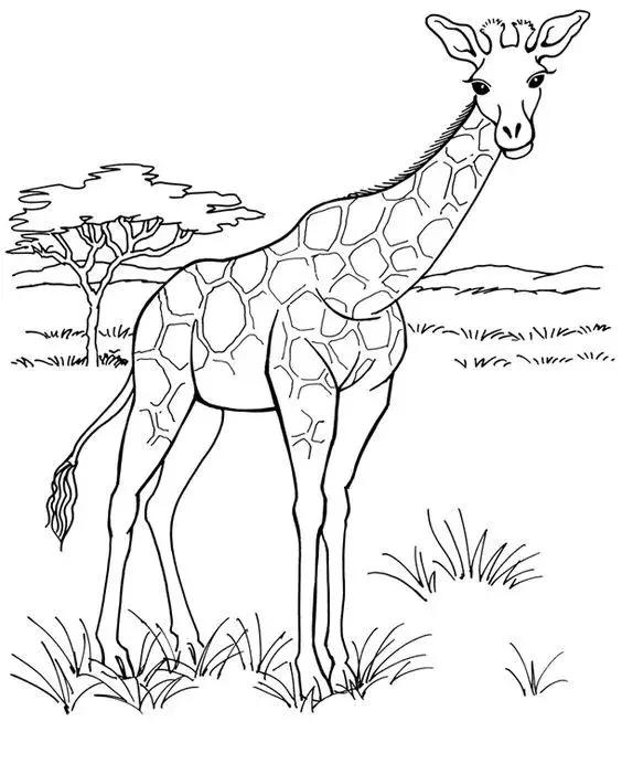 动物简笔画高清线稿，适合孩子画的简笔画-5.jpg