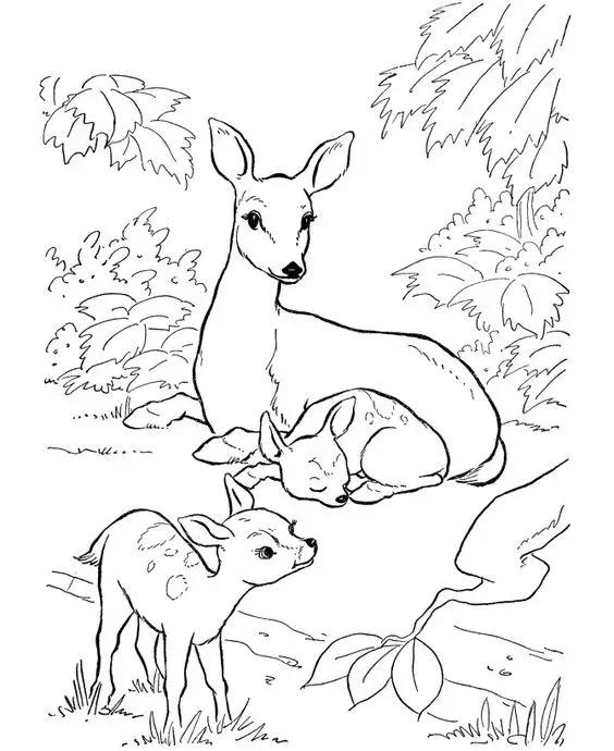 动物简笔画高清线稿，适合孩子画的简笔画-13.jpg