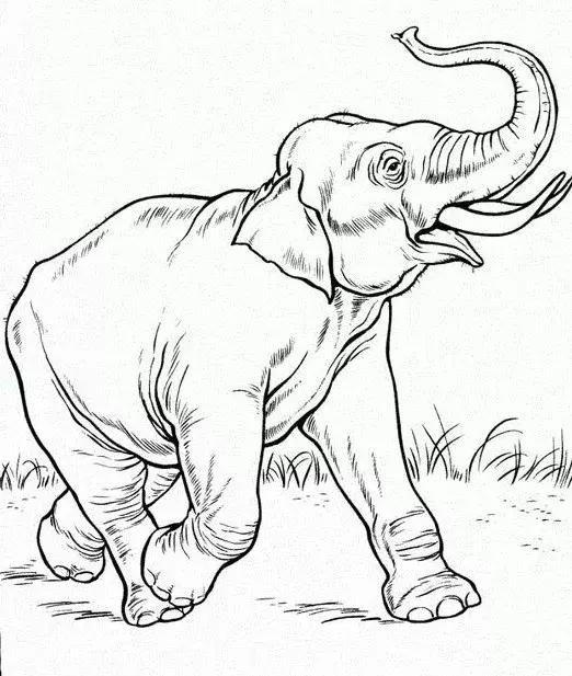 动物简笔画高清线稿，适合孩子画的简笔画-12.jpg