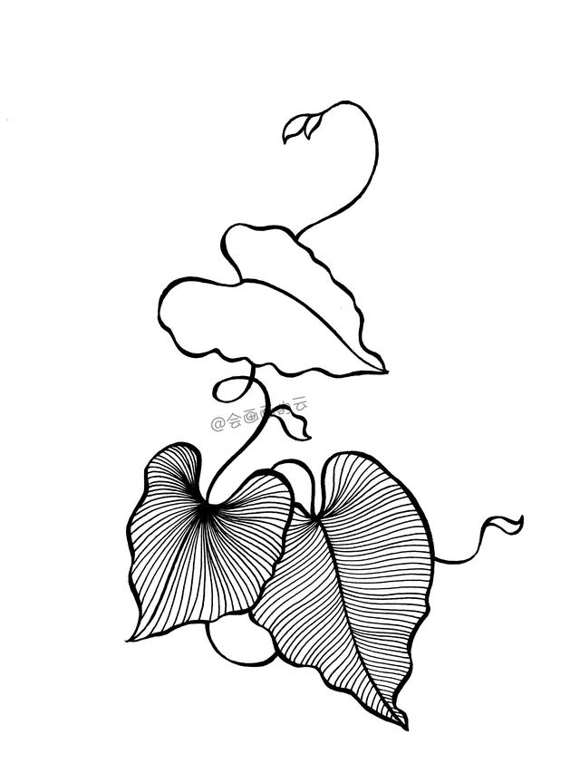 手残党也能画的简笔画，柔软的藤蔓和叶子-6.jpg