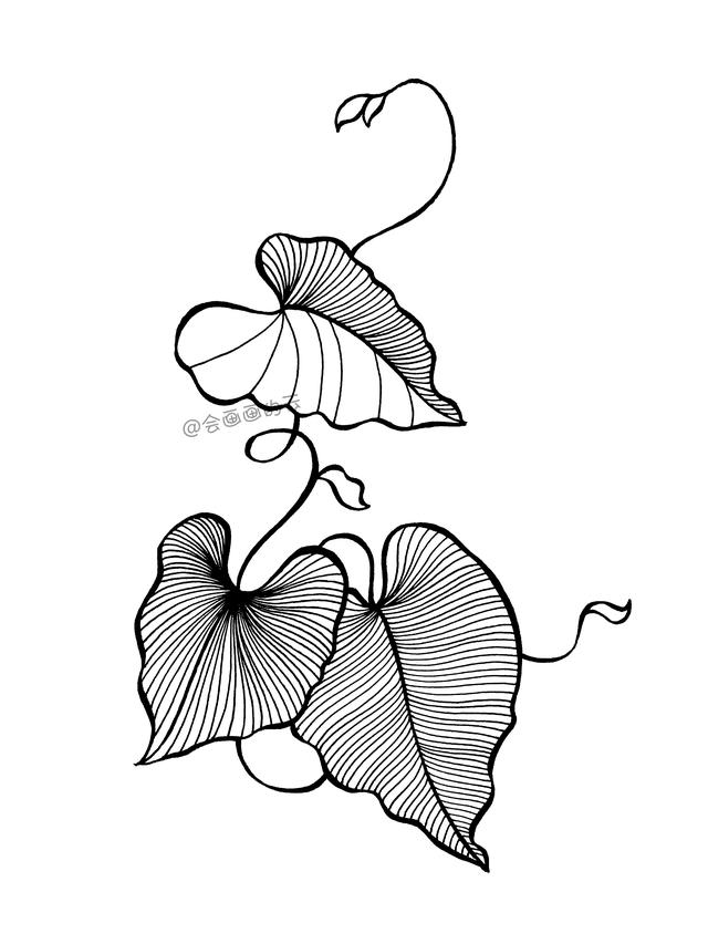 手残党也能画的简笔画，柔软的藤蔓和叶子-8.jpg
