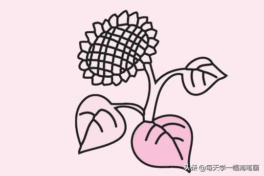 每天学一幅简笔画--向日葵简笔画画法步骤教程及图片大全-9.jpg
