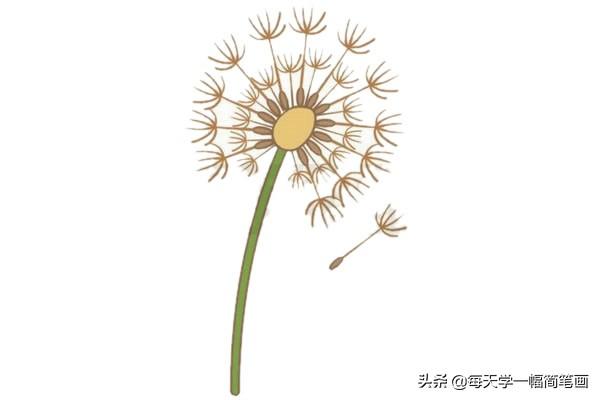 每天学一幅简笔画--蒲公英简笔画的画法步骤教程及图片大全-7.jpg