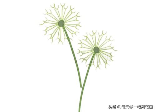 每天学一幅简笔画--蒲公英简笔画的画法步骤教程及图片大全-9.jpg
