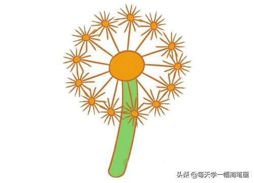 每天学一幅简笔画--蒲公英简笔画的画法步骤教程及图片大全-8.jpg