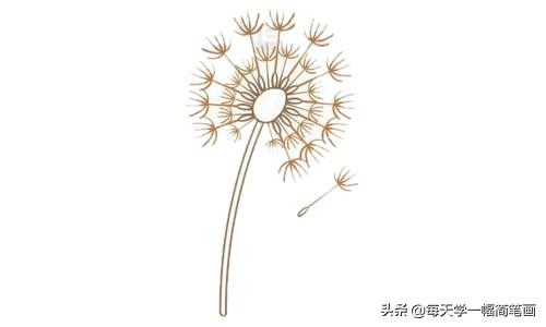 每天学一幅简笔画--蒲公英简笔画的画法步骤教程及图片大全-6.jpg