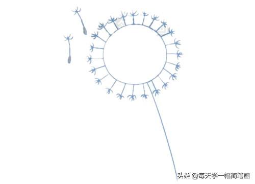 每天学一幅简笔画--蒲公英简笔画的画法步骤教程及图片大全-10.jpg