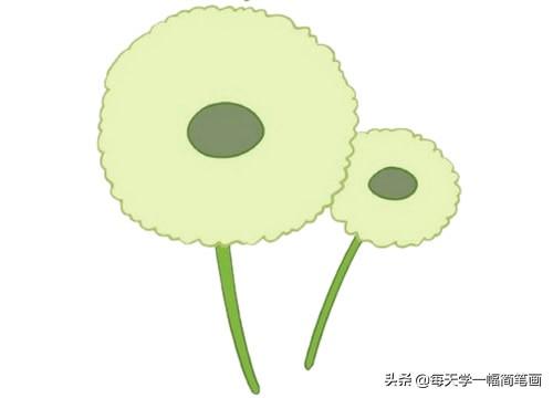 每天学一幅简笔画--蒲公英简笔画的画法步骤教程及图片大全-11.jpg