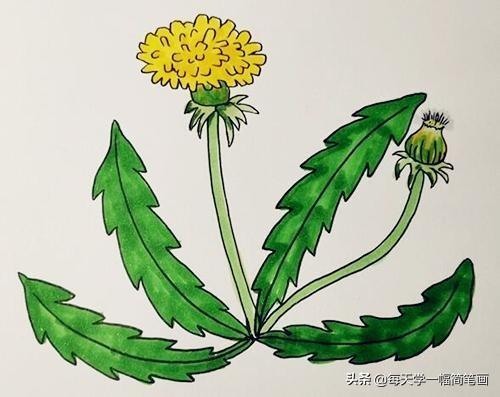 每天学一幅简笔画--蒲公英简笔画步骤图解教程-5.jpg