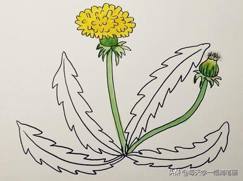 每天学一幅简笔画--蒲公英简笔画步骤图解教程-4.jpg
