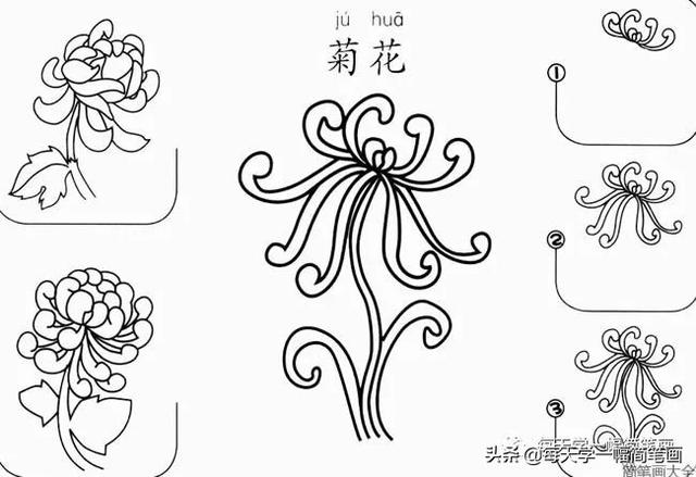 每天学一幅简笔画--17种美丽花朵的画法步骤-4.jpg